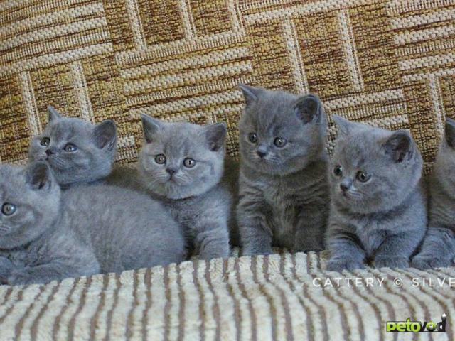 Продаю: Британские голубые котята Москва фото2
