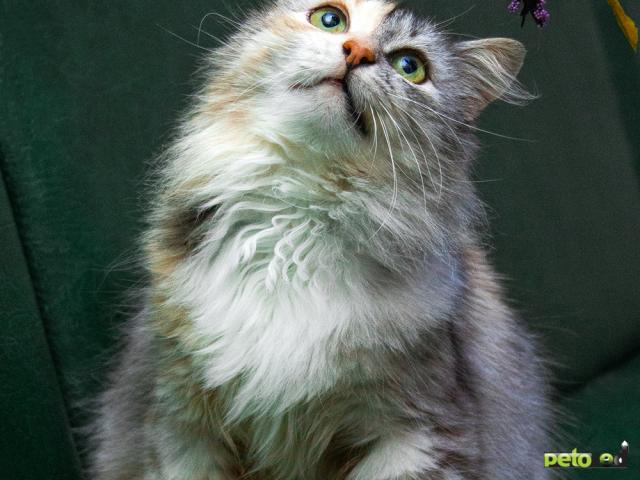 Продаю: Сказочная акварелька, кошка-облачко, нежная Эльфи фото4