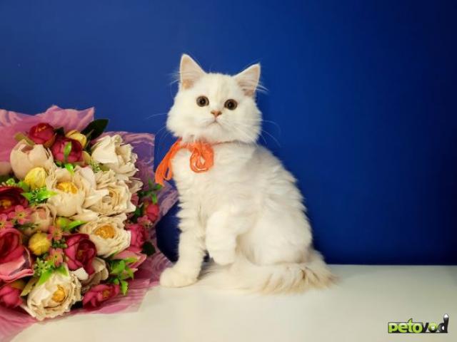 Продаю: Шотландские котята из питомника фото2