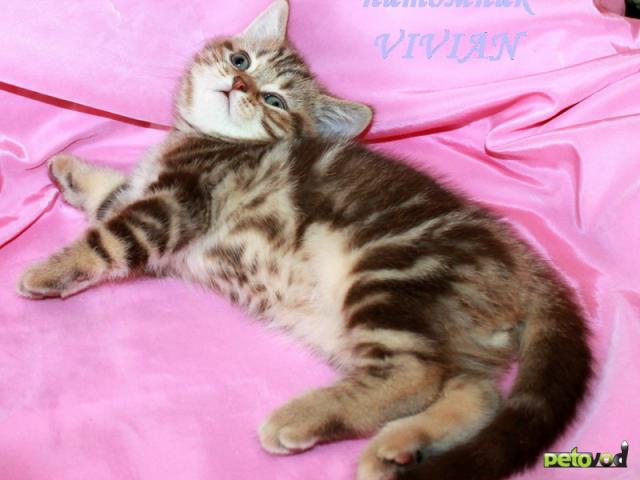 Продаю: Британские мраморные котята из питомника VIVIAN фото1