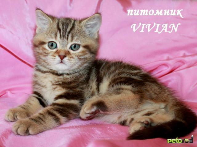 Продаю: Британские мраморные котята из питомника VIVIAN фото2