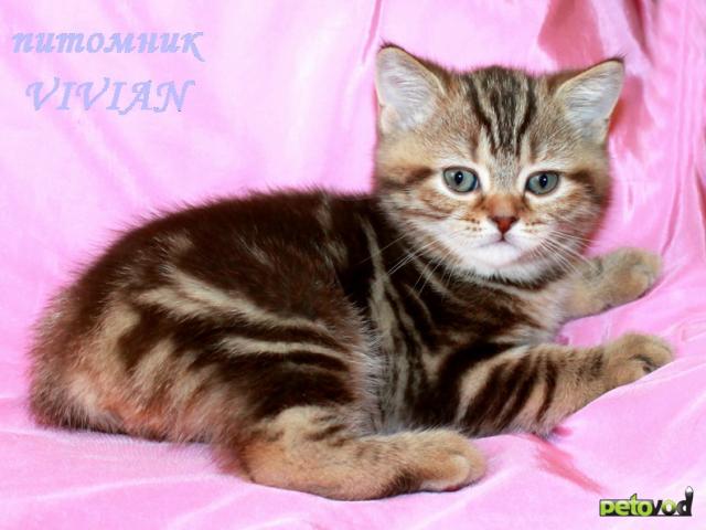 Продаю: Британские мраморные котята из питомника VIVIAN фото3