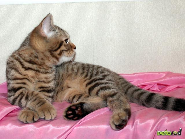Продаю: Британский клубный котик шоколадное пятно фото1