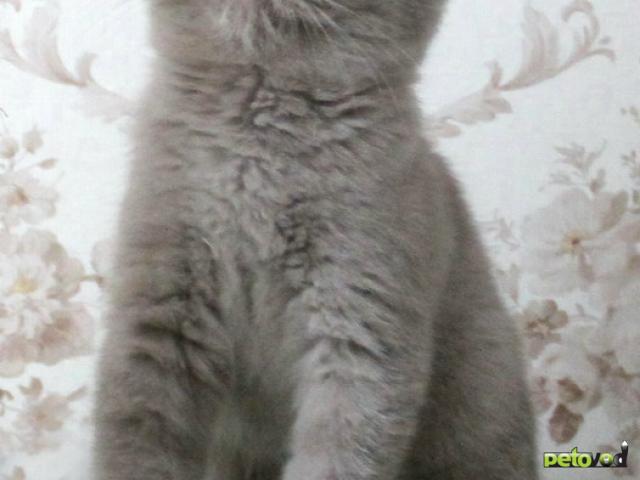 Продаю: Британские клубные лиловые котята фото3