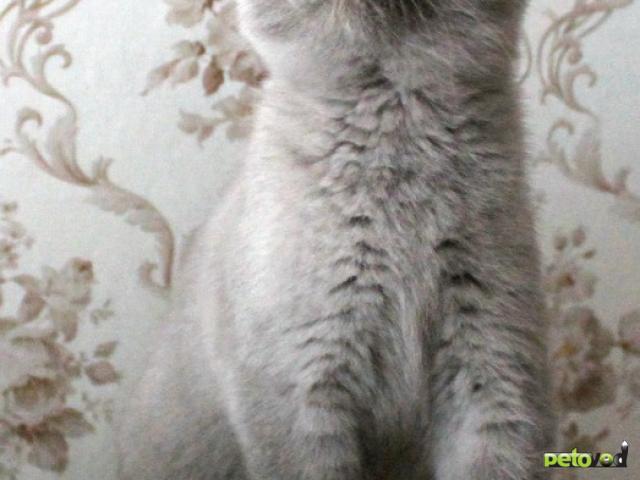 Продаю: Британские клубные лиловые котята фото4