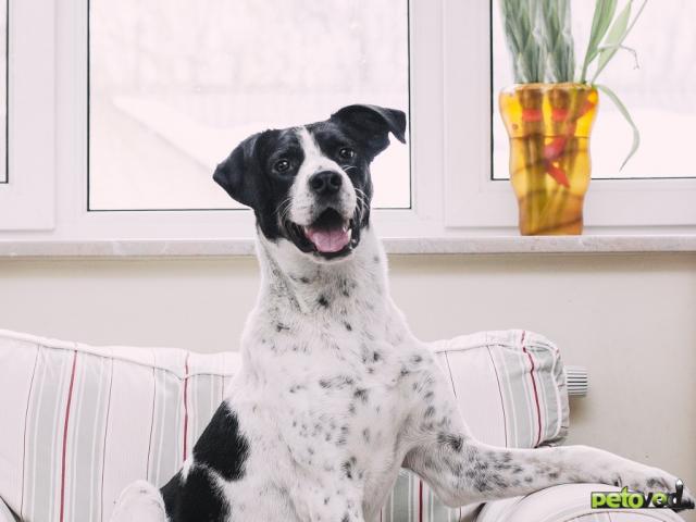 Отдам в дар: Веселый и позитивный пес Макс ищет дом фото3
