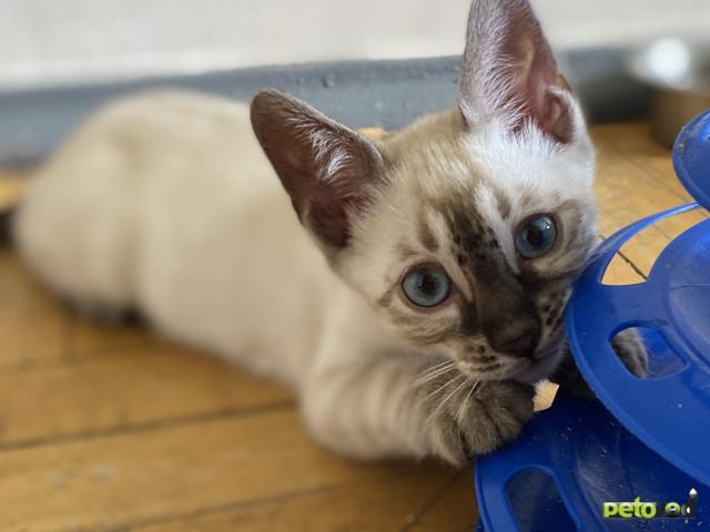 ТОП пород голых кошек | Petshop Journal | Дзен