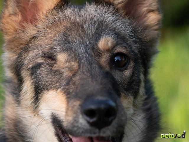 Отдам в дар: Фунтик - собака компаньон в поисках своей семьи