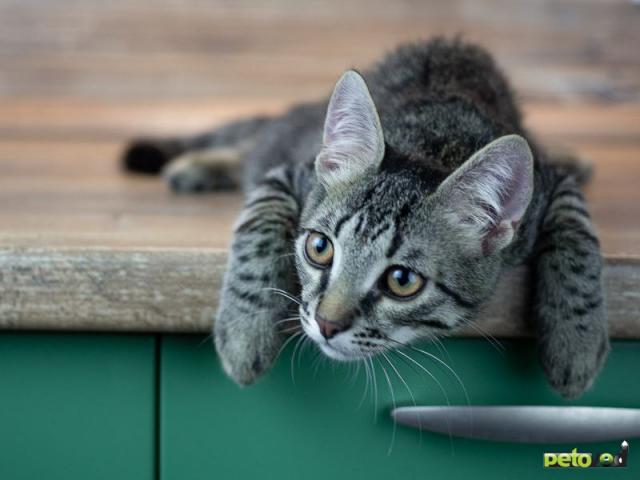 Отдам в дар: Ласковые котята ищу дом фото3