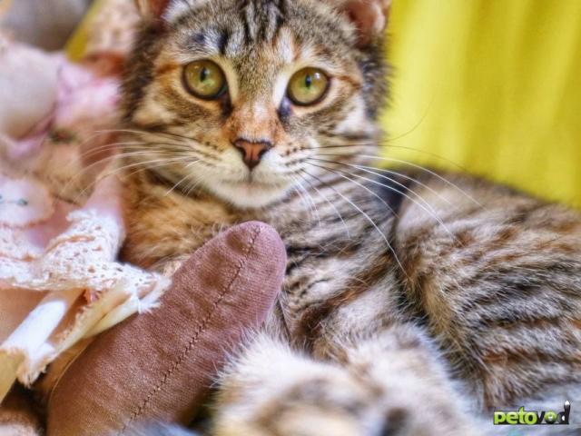 Отдам в дар: Красивый котенок в добрые руки фото2