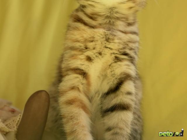 Отдам в дар: Красивый котенок в добрые руки фото4