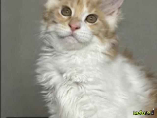 Продаю: Котята мейн-кун из питомника фото2