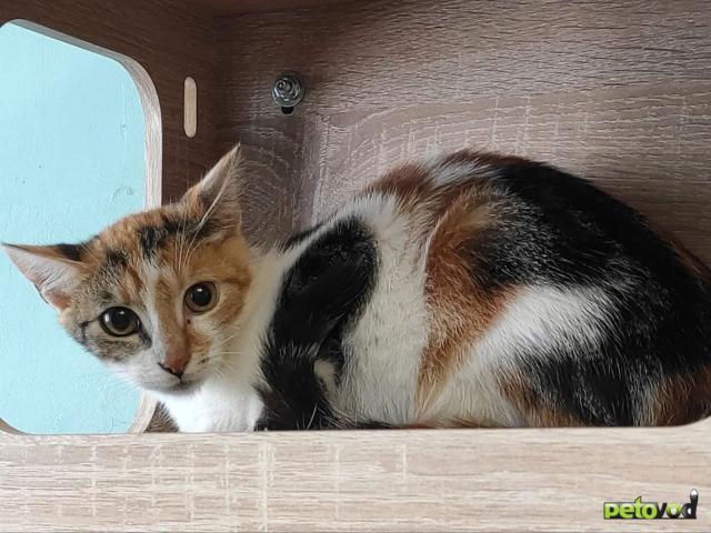 Продаю: Котята ищут дом фото2