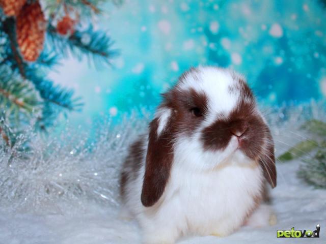 Продаю:  вислоухих мини-крольчат на новый год