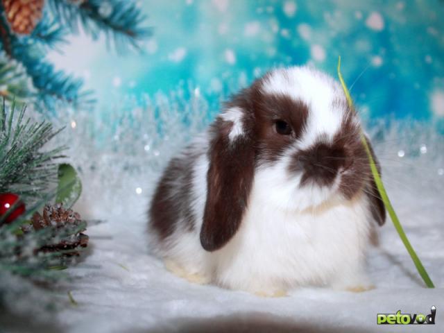 Продаю:  вислоухих мини-крольчат на новый год фото2