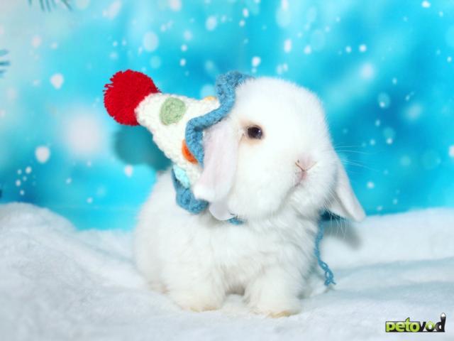 Продаю:  вислоухих мини-крольчат на новый год фото3