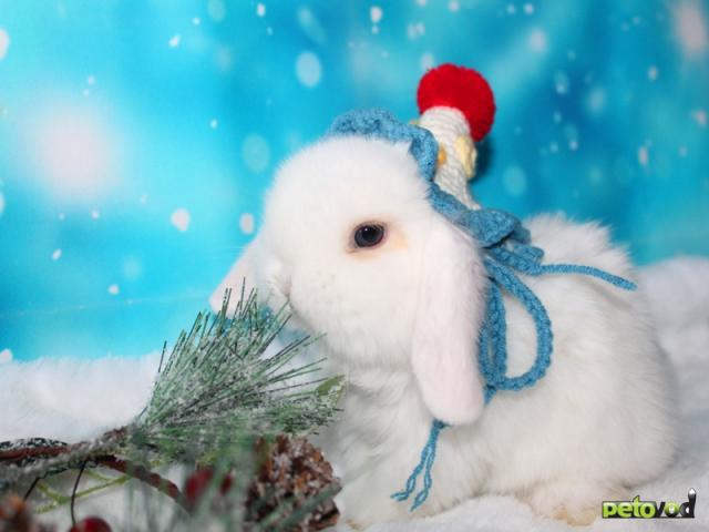 Продаю:  вислоухих мини-крольчат на новый год фото4