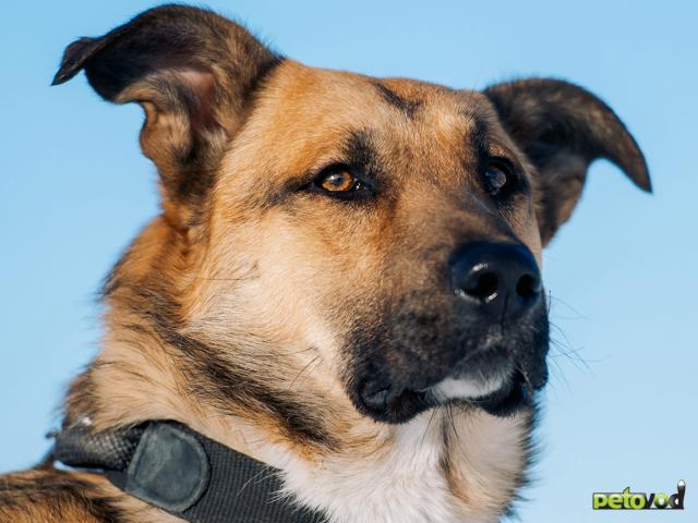 Отдам в дар: Амур – пёс для души, уюта и защиты дома фото2
