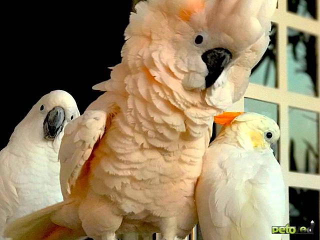 Продаю: Попугаи -  ручные птенцы из питомника  фото2
