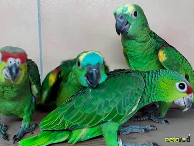 Продаю: Попугаи -  ручные птенцы из питомника  фото4