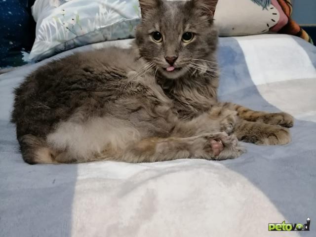 Продаю: Котик - 