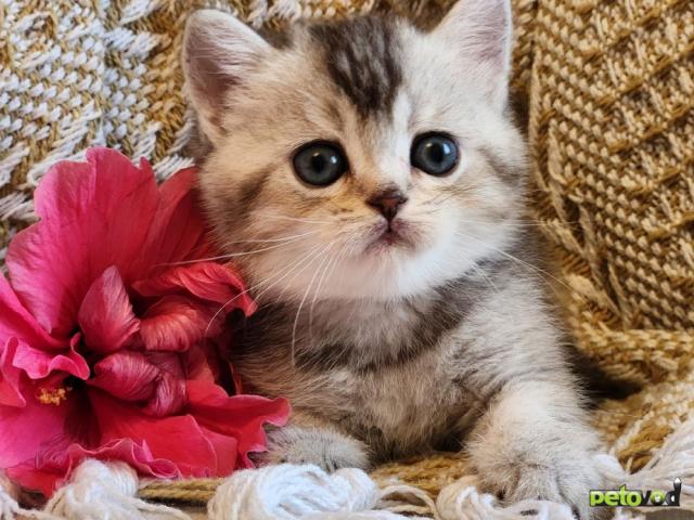 Продаю: Породистые шотландские котята из питомника фото3