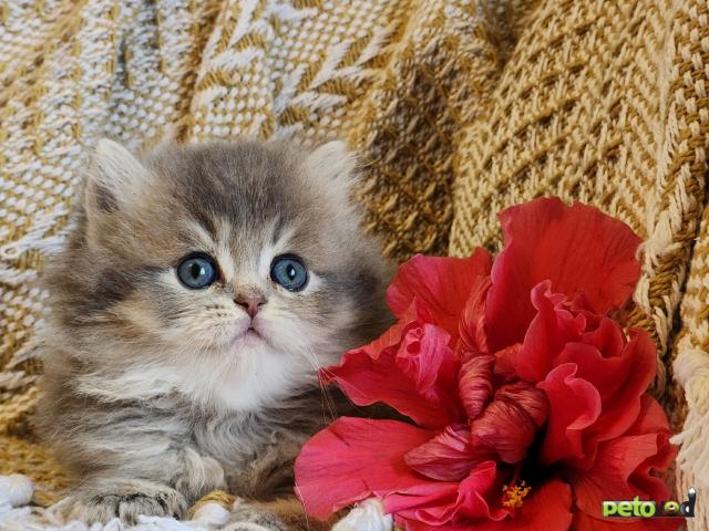 Продаю: Породистые шотландские котята из питомника фото4