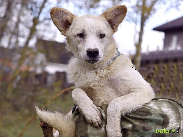 Отдам в дар: Добрый Кай пёсик носик ищет дом