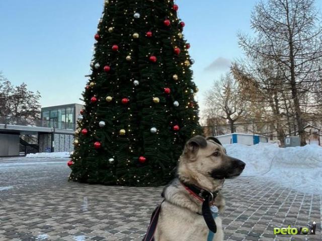 Отдам в дар: Срочное пристройство домашней собаки фото2