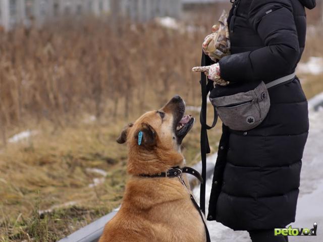 Отдам в дар: Хана звезда, которая ждет своего часа В добрые руки фото3