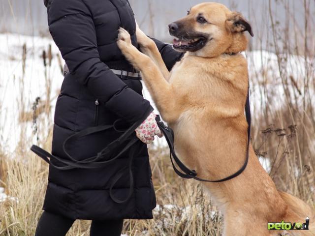 Отдам в дар: Хана звезда, которая ждет своего часа В добрые руки фото4