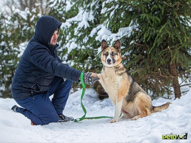Отдам в дар: Хаски неземной красоты по имени Жозефина в добрые руки фото4