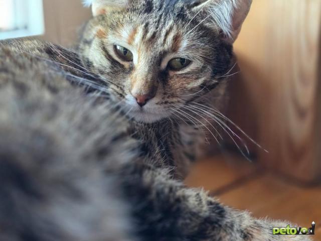 Отдам в дар: Кошечка Джанни