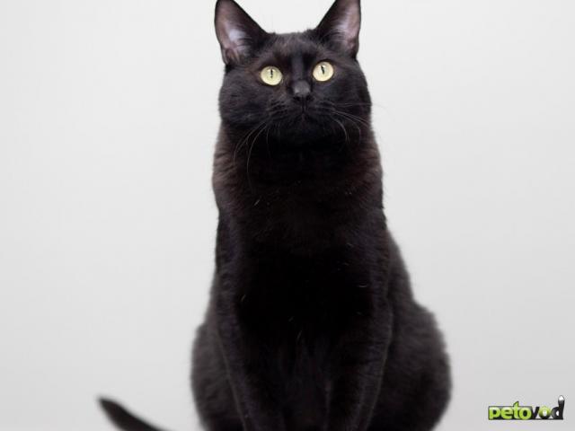 Продаю: Котик Черныш ищет дом фото3