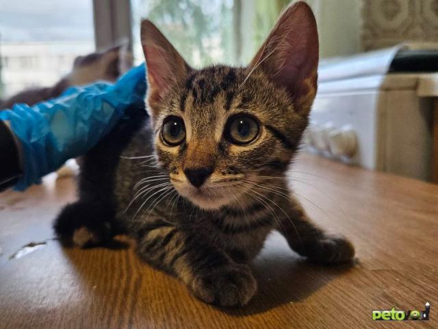 Продаю: Спасенные котята из шахты лифта ищут дом фото4