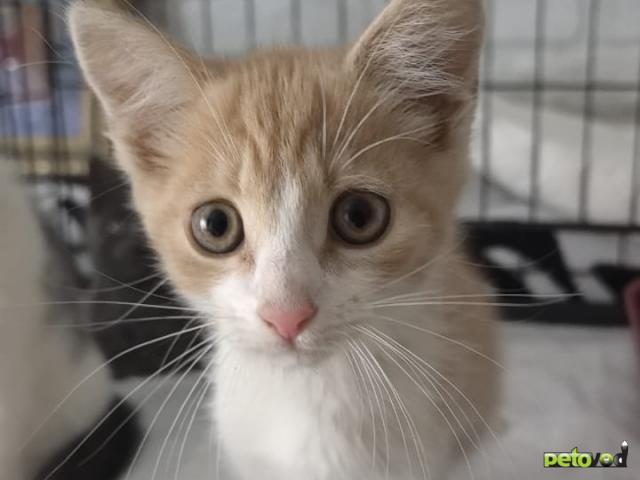 Отдам в дар: Котёнок в добрые руки фото4