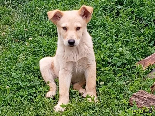 Отдам в дар: Щенки в добрые руки фото2