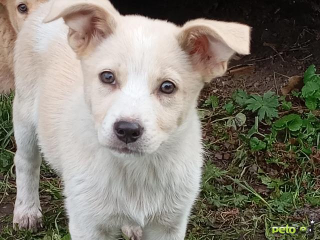 Отдам в дар: Щенки в добрые руки фото3