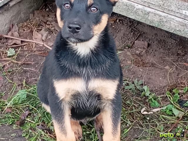 Отдам в дар: Щенки в добрые руки фото4