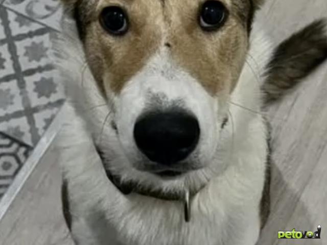 Отдам в дар: Филя ждёт тебя в приюте фото2