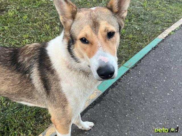 Отдам в дар: Филя ждёт тебя в приюте фото3