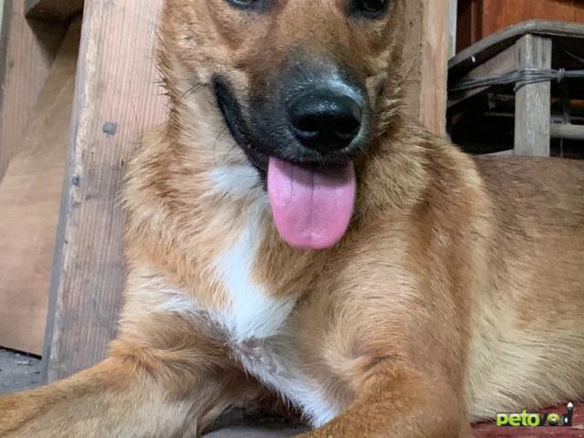 Отдам в дар: Срочно нужен дом собачке фото2