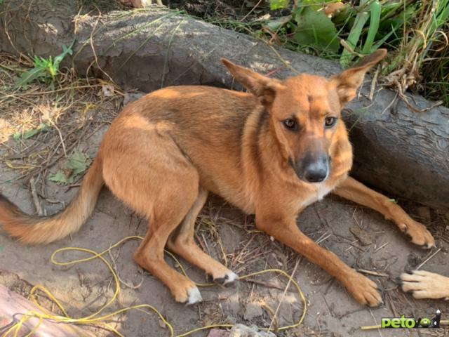 Отдам в дар: Срочно нужен дом собачке фото3