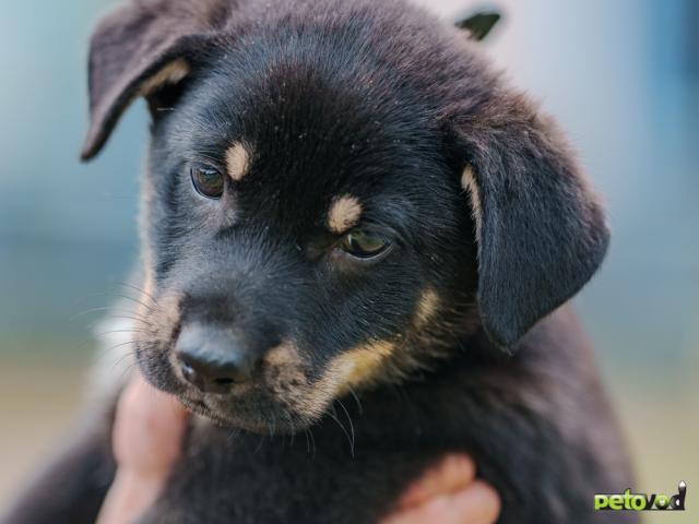 Отдам в дар: Игривый щенок в дар  фото2