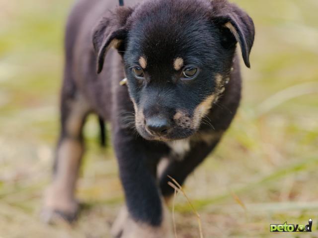 Отдам в дар: Игривый щенок в дар  фото3