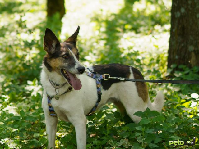 Отдам в дар: Небольшая Бэлла фото2