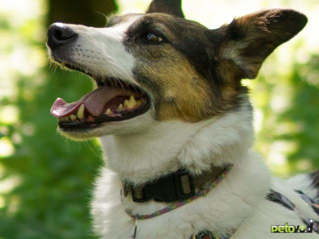 Отдам в дар: Небольшая Бэлла фото3