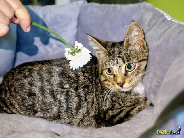 Отдам в дар: Котенок Гриша ищет добрый дом фото2