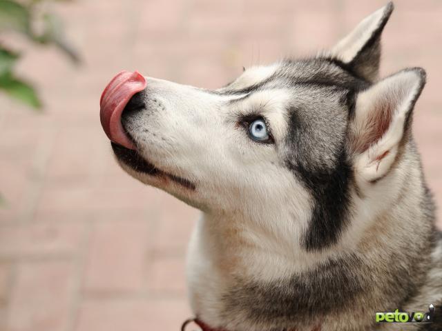 Отдам в дар: Хаски ищет дом  фото2