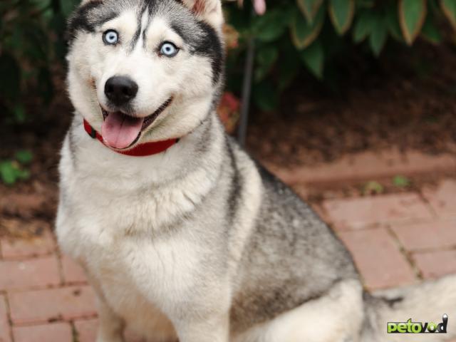 Отдам в дар: Хаски ищет дом  фото3